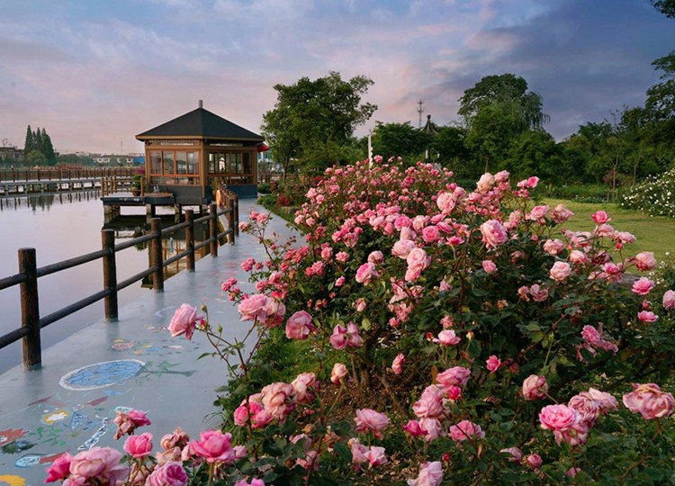 無錫團(tuán)建基地-鵝湖玫瑰園