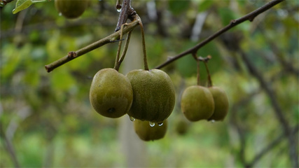 貴州岑鞏紅心獼猴桃走俏市場(chǎng)，訂單銷售模式助力果農(nóng)“不愁賣”